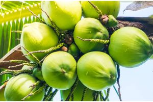 7 Cara mudah memilih kelapa muda yang segar dan lembut, jangan keliru