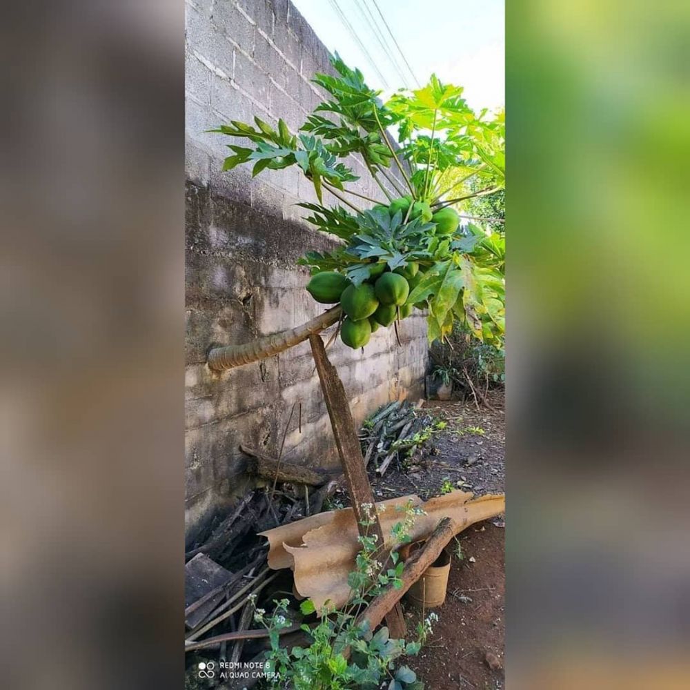 11 Potret lucu pohon nggak biasa ini penampakannya bikin heran