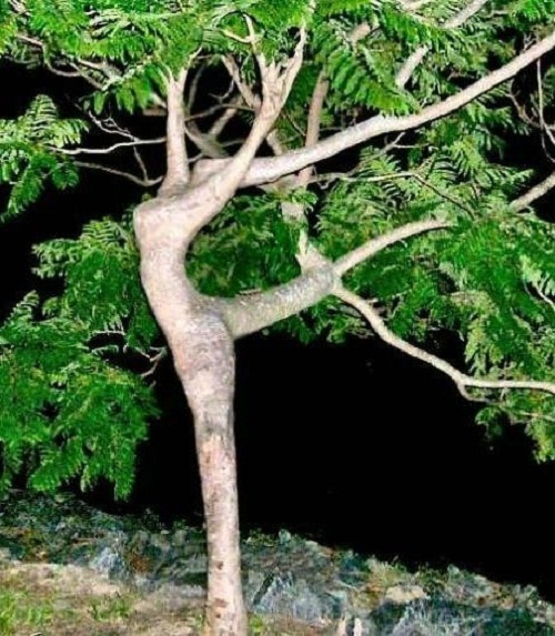 11 Potret lucu pohon nggak biasa ini penampakannya bikin heran
