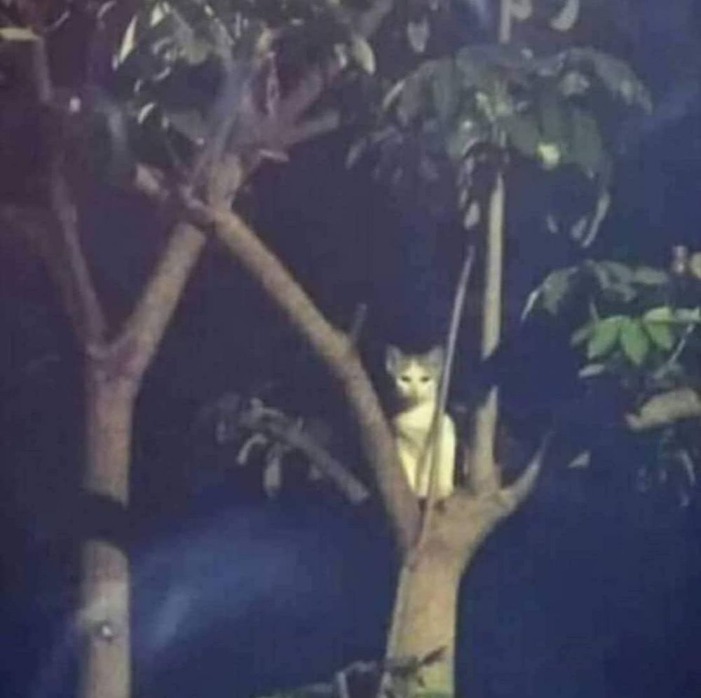 11 Potret lucu kucing di tempat nggak biasa, penampakannya ngagetin