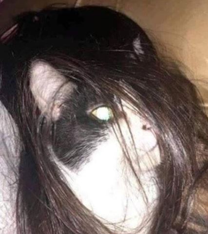 11 Potret lucu kucing di tempat nggak biasa, penampakannya ngagetin