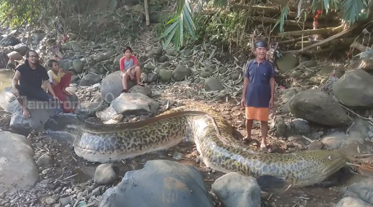 Heboh warga temukan ikan sidat raksasa, endingnya bikin tepuk jidat