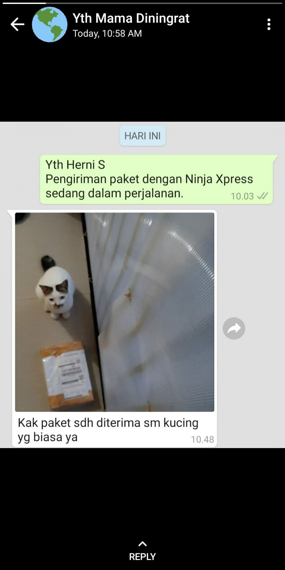 13 Momen lucu kucing menerima paket ini absurdnya bikin cekikikan