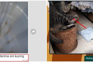 13 Momen lucu kucing menerima paket ini absurdnya bikin cekikikan
