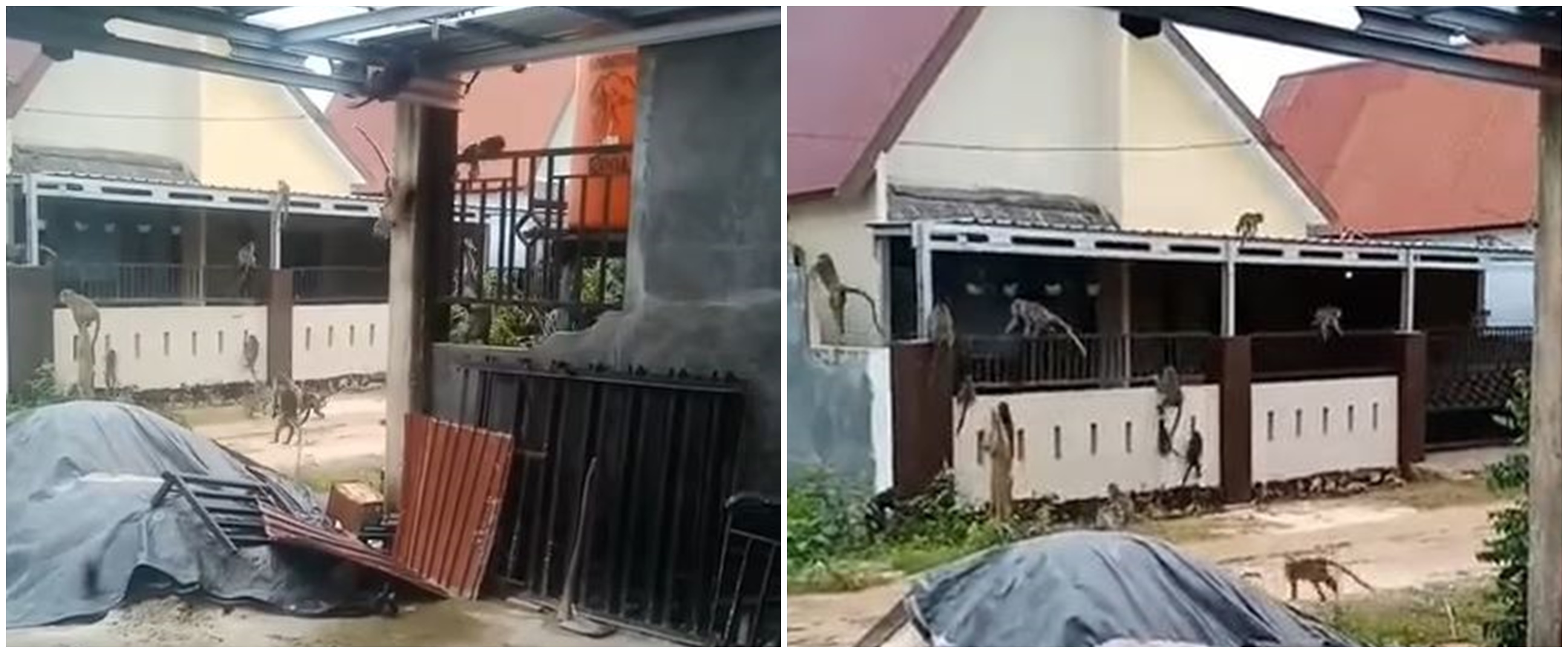 Viral puluhan kera serbu pemukiman warga di Kalimantan Selatan