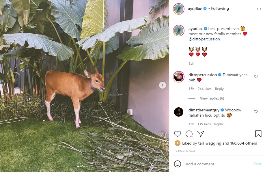 Dapat kado anak sapi, 5 momen ulang tahun Ayudia ini antimainstream