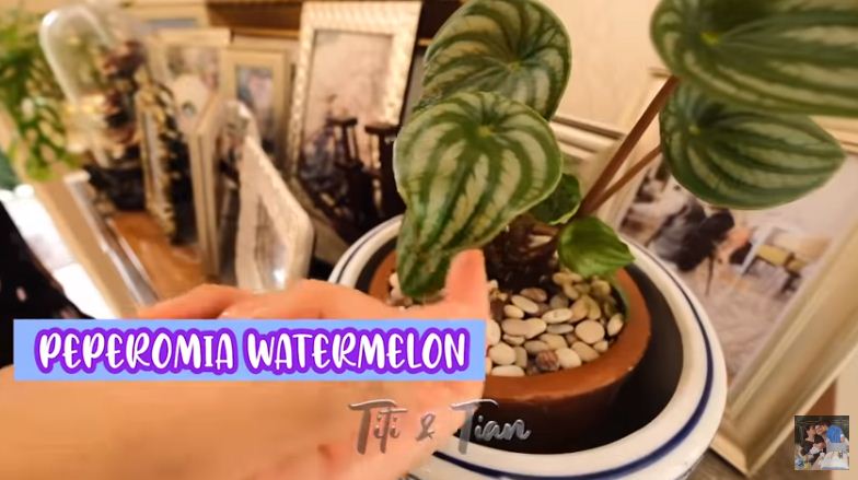 Antiribet dan terbukti subur, intip 7 cara Titi Kamal rawat tanaman