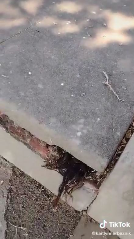 Bikin heboh, pria ini temukan rambut misterius dari dalam kuburan