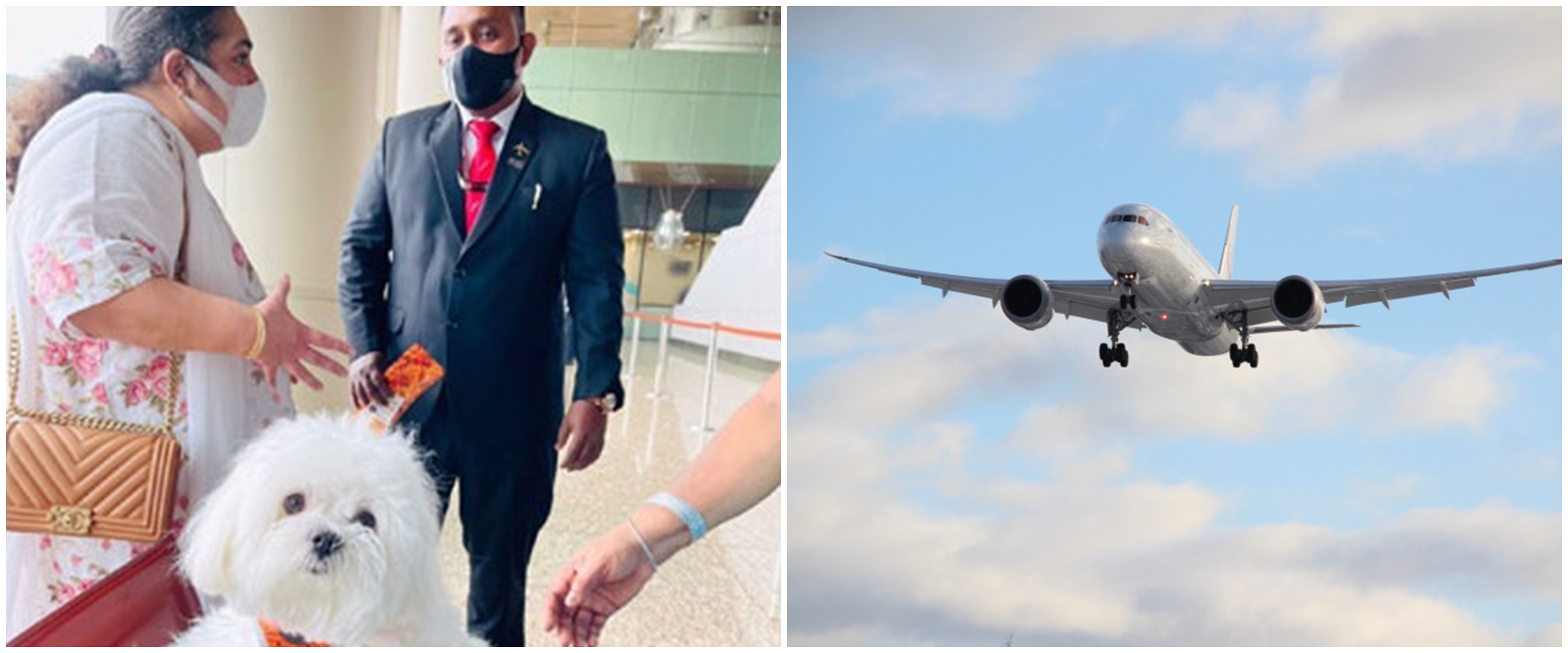 Pergi bareng anjingnya, wanita India pesan seluruh kabin kelas bisnis