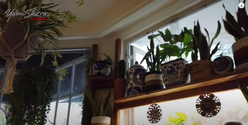 9 Cara Yuni Shara menata dapur,  estetik penuh tanaman