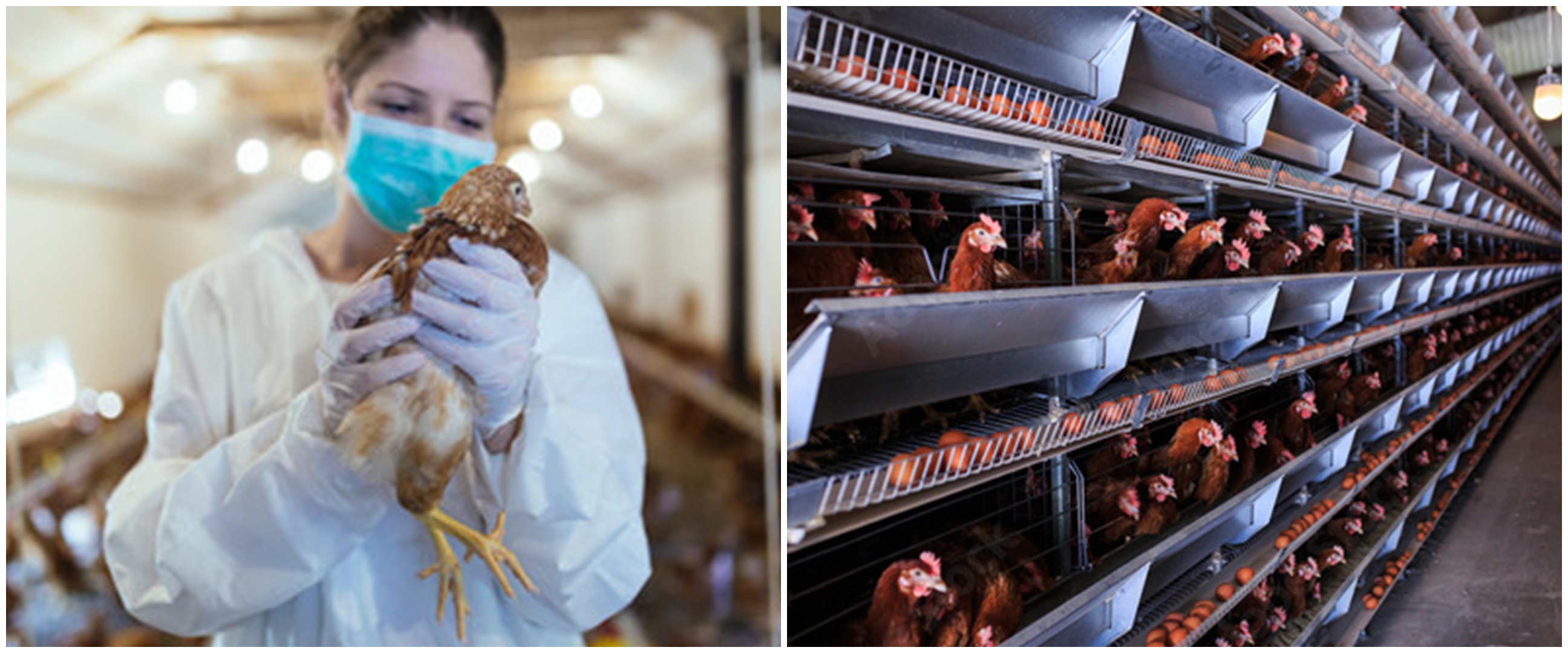 Kasus flu burung muncul kembali di China
