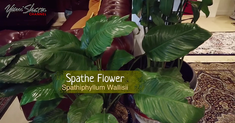 Bikin rumah terlihat asri, ini 7 jenis tanaman yang dipilih Yuni Shara