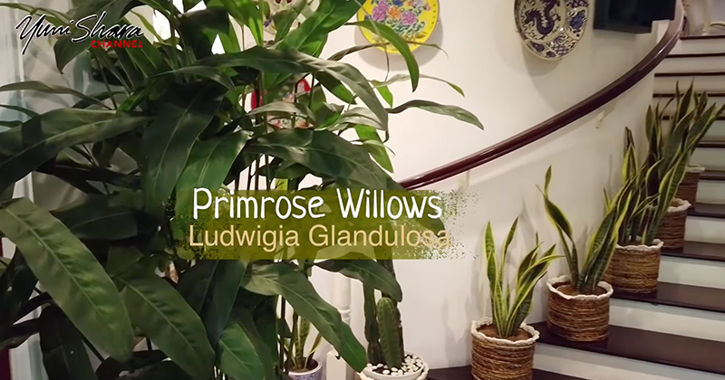 Bikin rumah terlihat asri, ini 7 jenis tanaman yang dipilih Yuni Shara