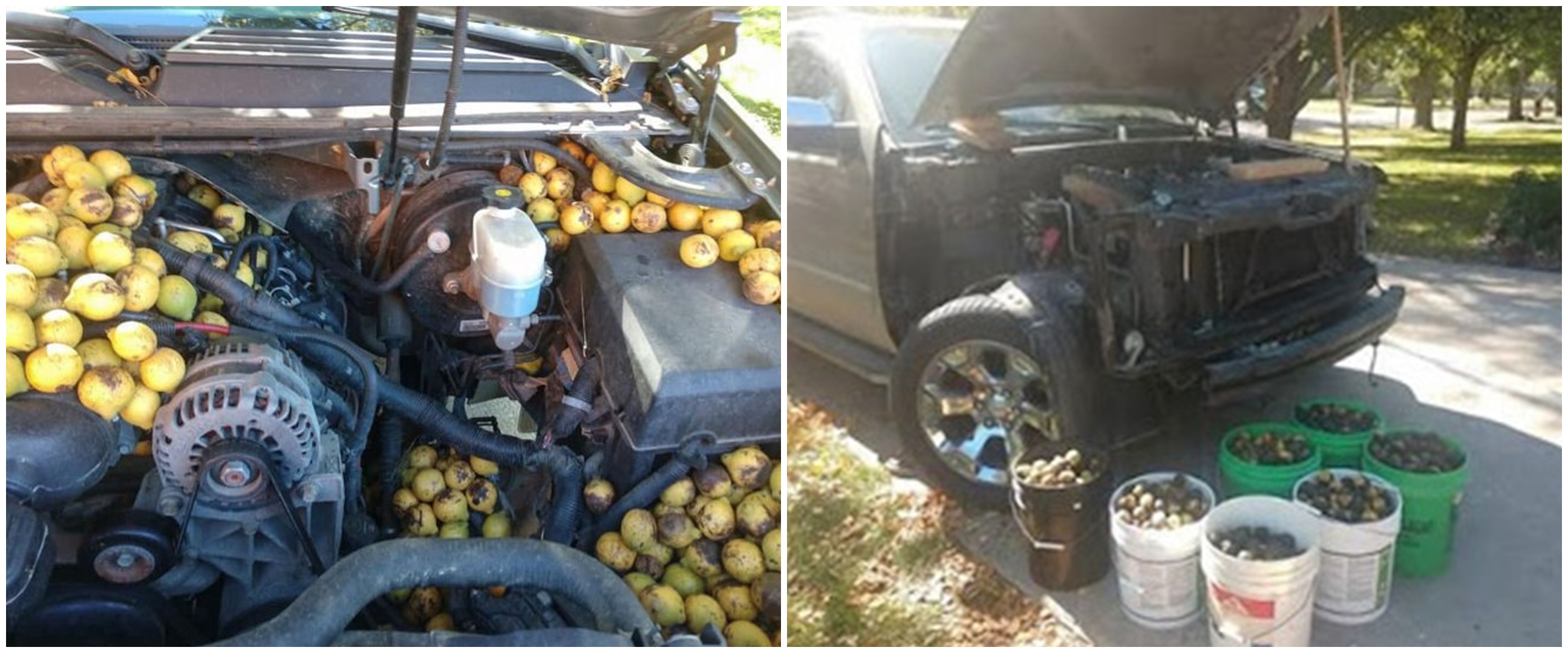 Ulah tupai, pria ini kaget kap mesin mobilnya dipenuhi ribuan kenari