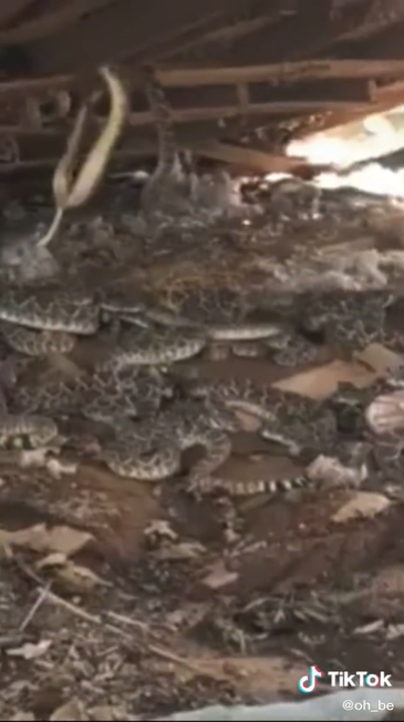 Bongkar gudang belakang rumah, pria ini menemukan sarang ular