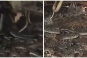 Bongkar gudang belakang rumah, pria ini menemukan sarang ular