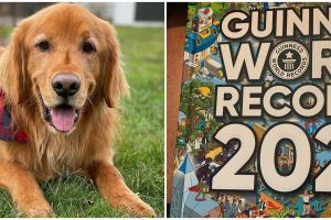 Anjing golden retriever masuk buku Guinness, pecahkan rekor 17 tahun