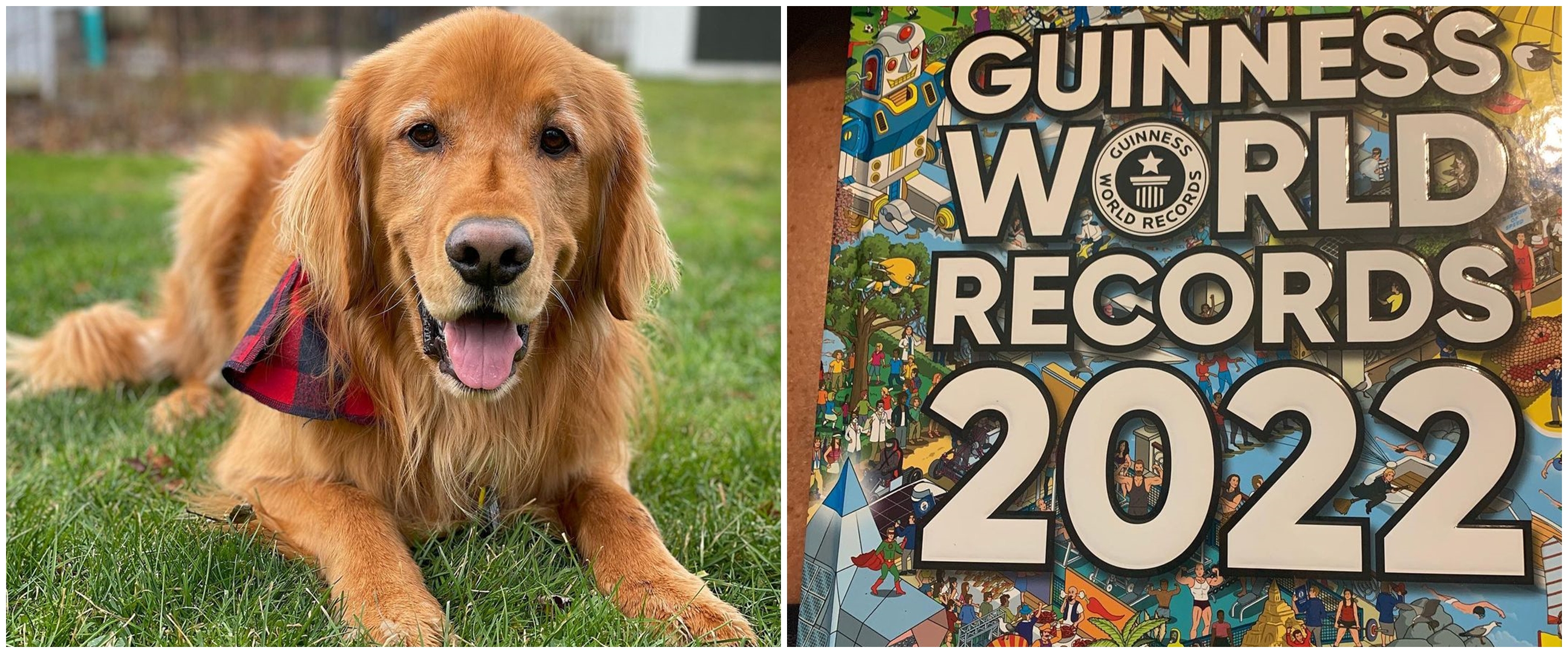 Anjing golden retriever masuk buku Guinness, pecahkan rekor 17 tahun