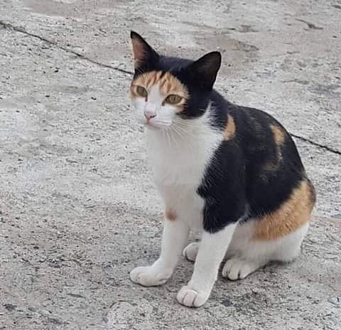 15 Potret lucu corak bulu kucing ini nyelenehnya bikin geleng kepala