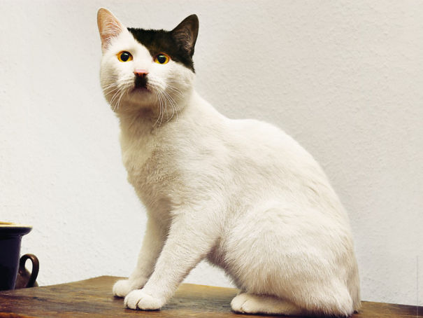 15 Potret lucu corak bulu kucing ini nyelenehnya bikin geleng kepala