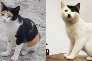 15 Potret lucu corak bulu kucing ini nyelenehnya bikin geleng kepala