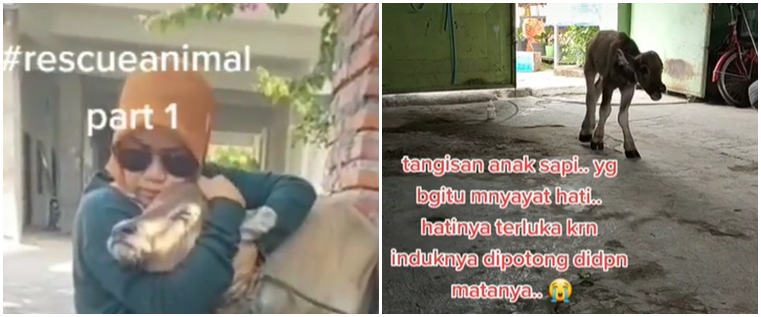 Ditebus dari rumah pemotongan hewan, kisah anak sapi ini bikin haru