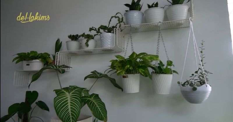 Manfaatkan pekarangan sempit, ini cara 7 seleb menata tanaman