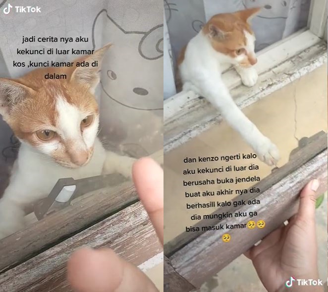 Viral kucing tolong tuannya yang terkunci dari luar, aksinya gemesin