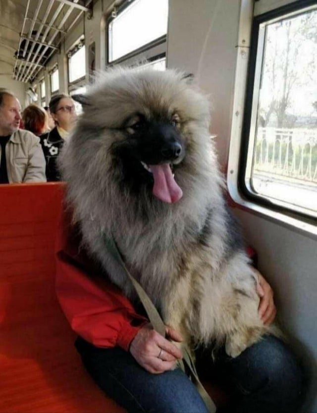 17 Momen pas orang sama hewan di sekitar, menipu mata