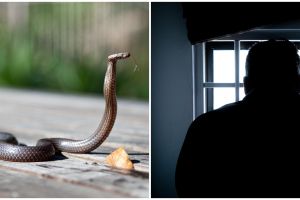 Duh, pria ini sewa ular berbisa untuk buat celaka sang istri