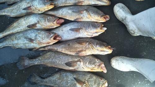 Mendadak kaya, nelayan tangkap 157 ikan mahal senilai Rp 2,5 miliar