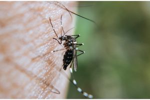 Taruh 7 bumbu dapur ini di sudut ruangan, bantu usir nyamuk