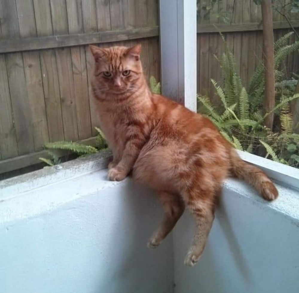 17 Tingkah kucing di rumah ini bener-bener like a boss, gemes banget