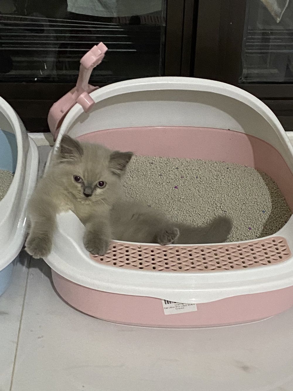 17 Tingkah kucing di rumah ini bener-bener like a boss, gemes banget