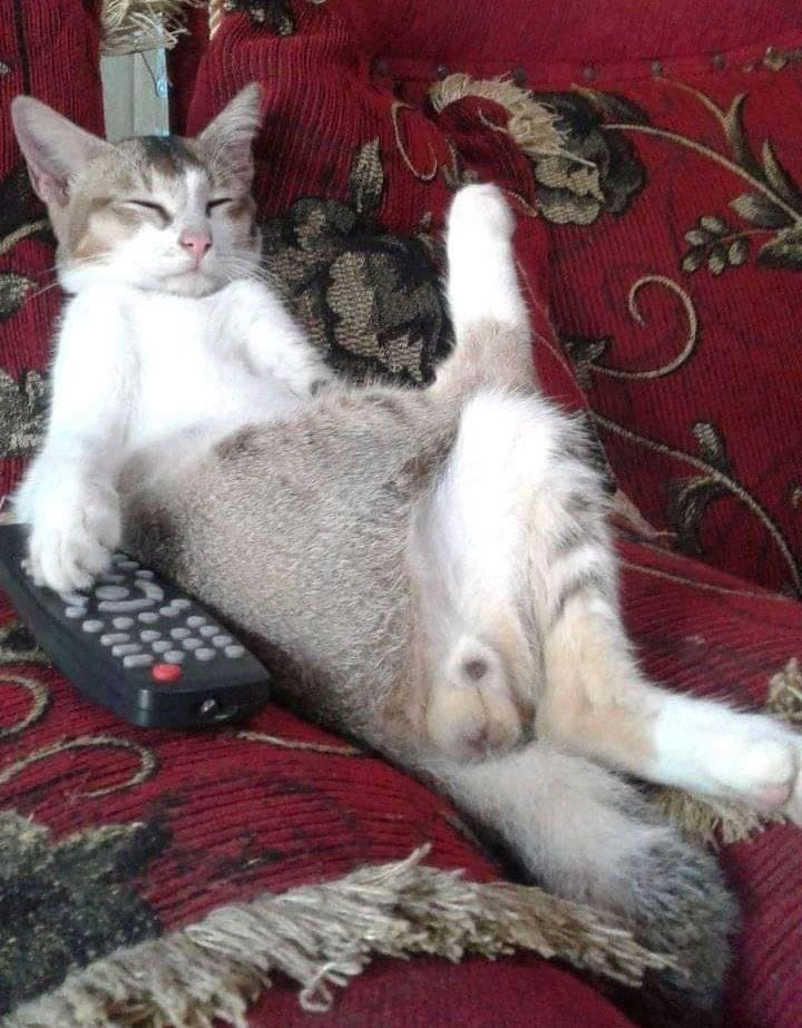 17 Tingkah kucing di rumah ini bener-bener like a boss, gemes banget