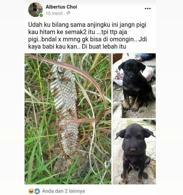 11 Status lucu Facebook tentang hewan, absurdnya bikin geleng kepala