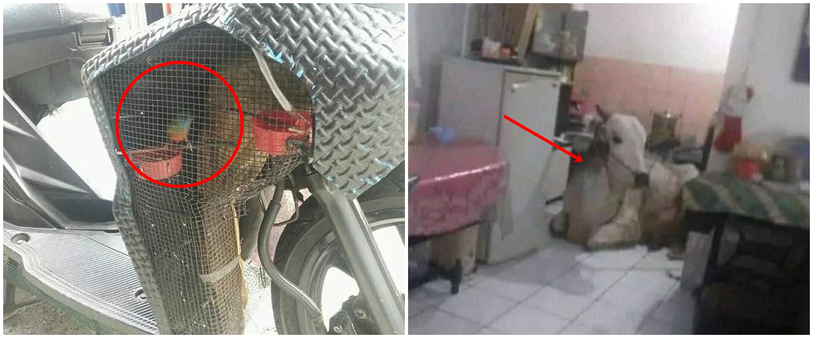 11 Cara amankan hewan peliharaan ini unfaedah banget