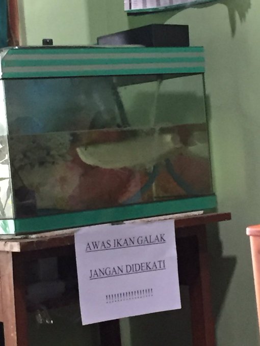 11 Cara amankan hewan peliharaan ini unfaedah banget