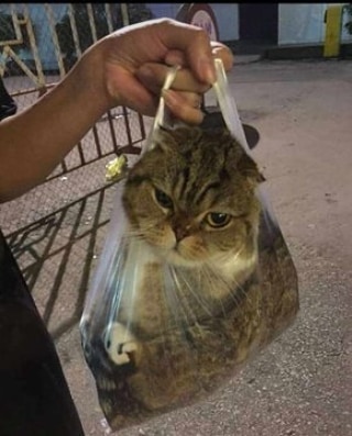 11 Cara amankan hewan peliharaan ini unfaedah banget