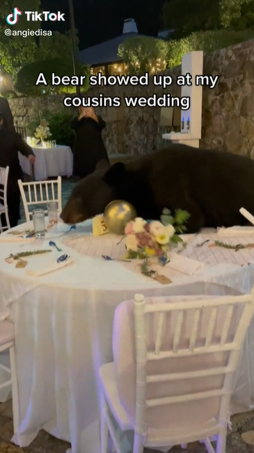 Beruang liar datang di acara pernikahan, tamu undangan tetap santai