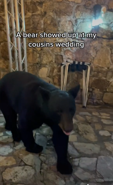 Beruang liar datang di acara pernikahan, tamu undangan tetap santai