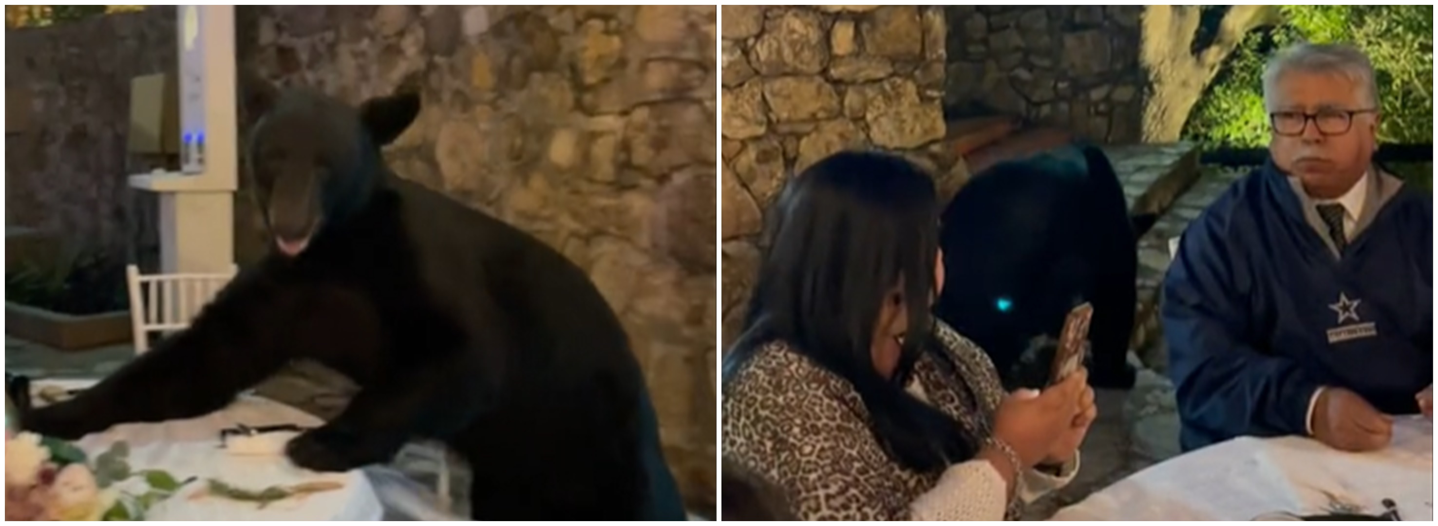 Beruang liar datang di acara pernikahan, tamu undangan tetap santai