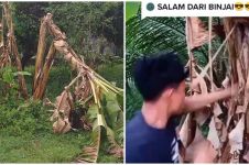 Puluhan pohon pisang gagal panen akibat tren 'salam dari binjai'