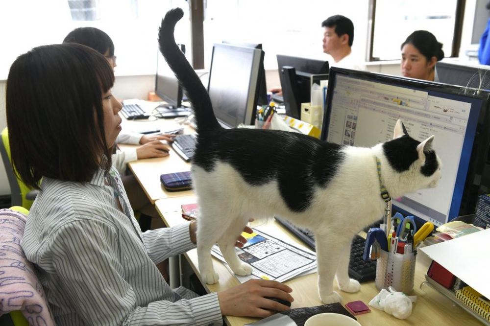 Perusahaan ini adopsi kucing untuk tingkatkan produktivitas staf