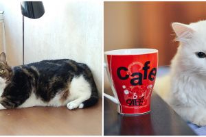 Perusahaan ini adopsi kucing untuk tingkatkan produktivitas staf