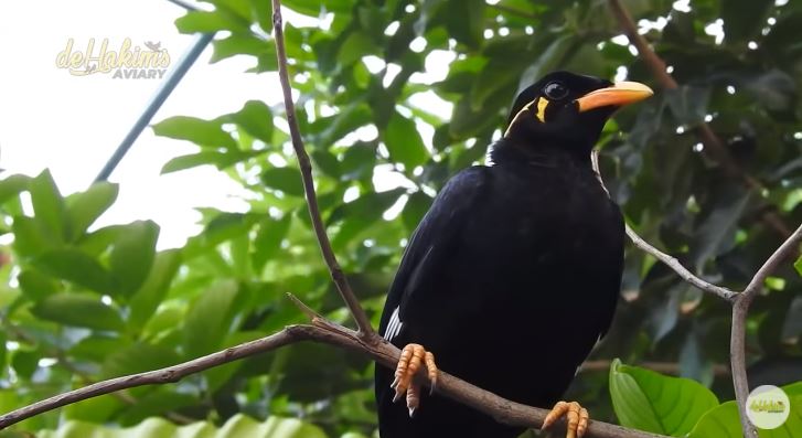 11 Potret kandang burung milik Irfan Hakim, berasa di hutan sungguhan