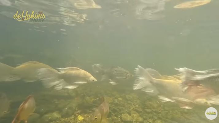 11 Potret kandang burung milik Irfan Hakim, berasa di hutan sungguhan