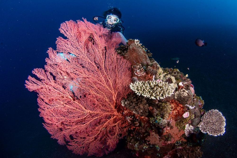 9 Potret Gisella Anastasia diving di Bali, lihat kapal perang Amerika