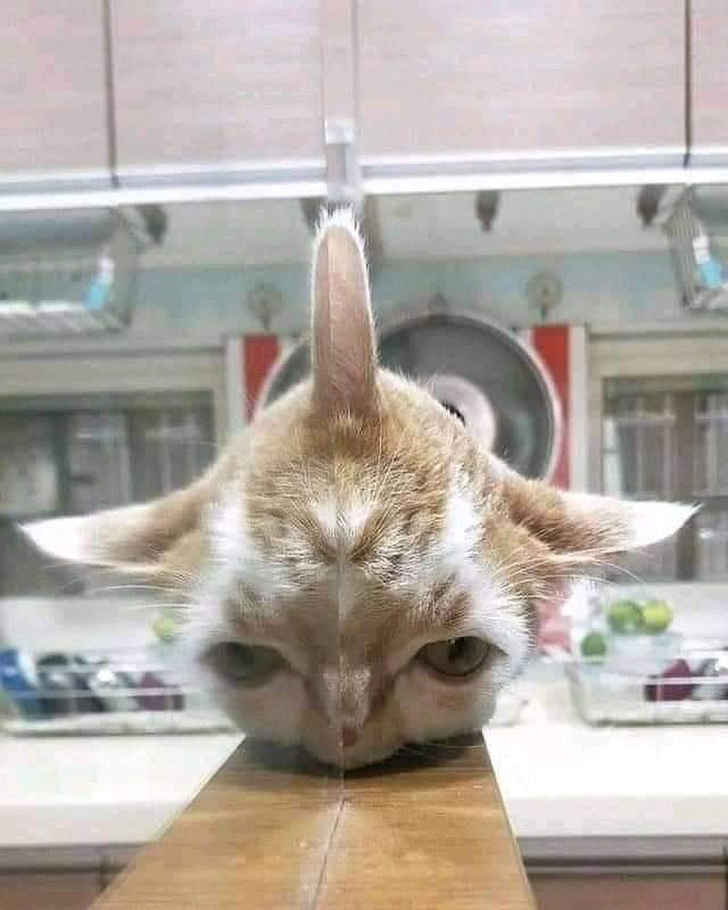 11 Momen lucu gara-gara cermin ini penampakannya bikin bingung