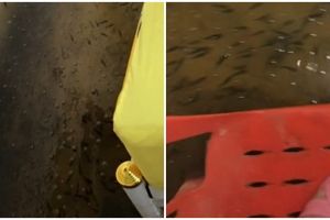 Kebanjiran, kamar wanita ini mendadak jadi kolam penuh ikan